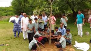Planted tree