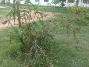 Pomegranate tree