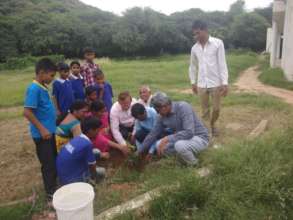 Tree plantation
