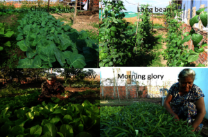 Chantrea and her gardens