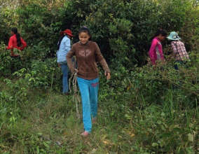 Students collecting wood for our new fence