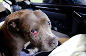 Medical & Recovery Fund for Diseno