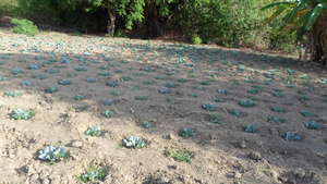 Traditional Irrigation