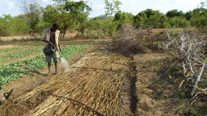 Traditional Irrigation
