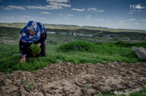 Kamle Abu al-Qi'an picks chamomile (J. Nyman, MEE)