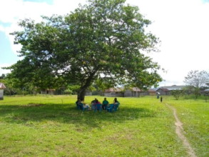 The tree where students studied
