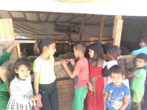 Children at an outdoor visit looking at sheep
