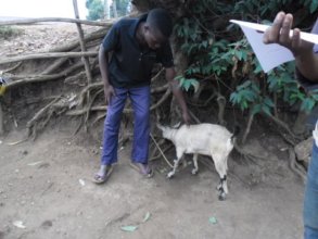 A young man receiving livestock training