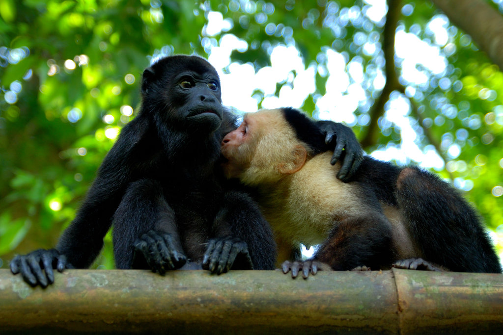 Jaguar Rescue Center: helping injured wild animals