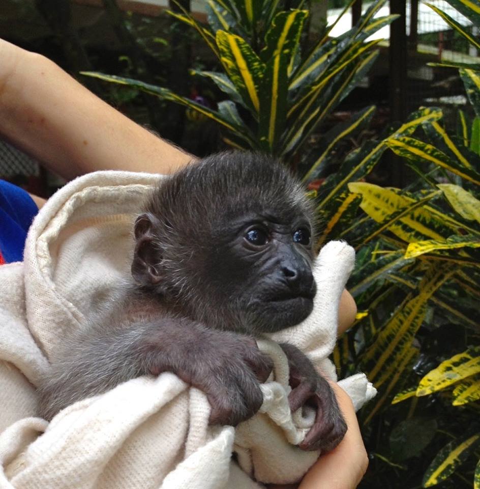 Jaguar Rescue Center: helping injured wild animals
