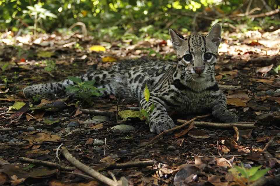 Jaguar Rescue Center: helping injured wild animals