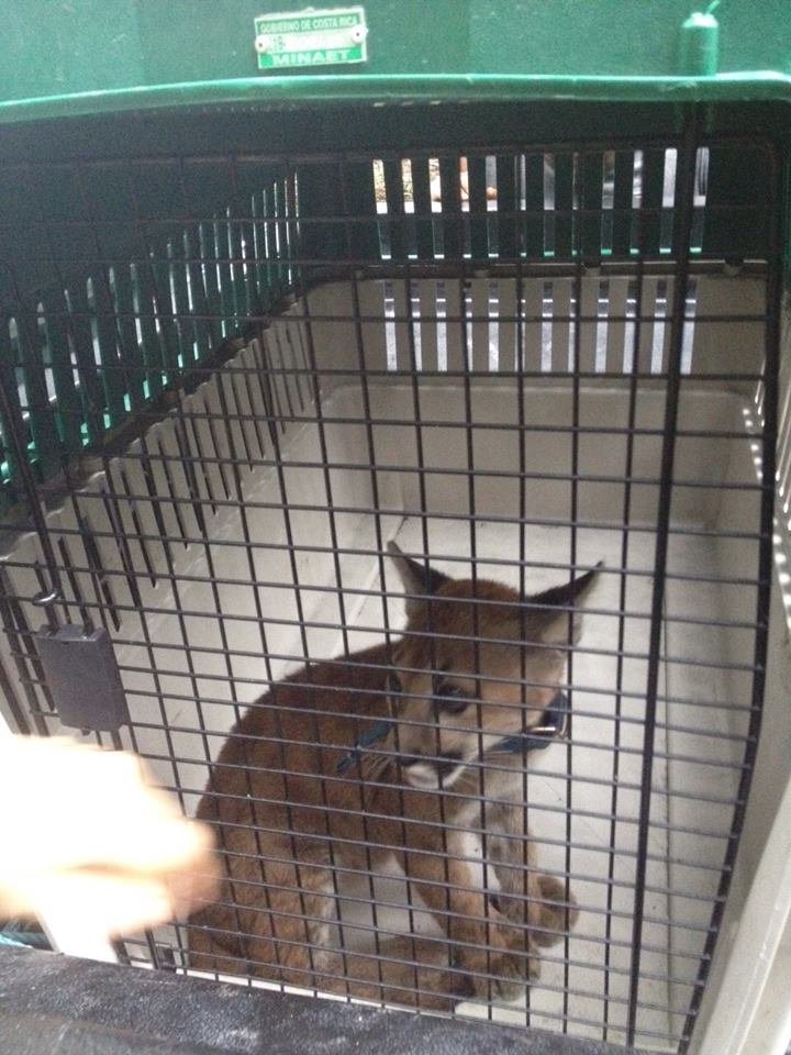Jaguar Rescue Center: helping injured wild animals