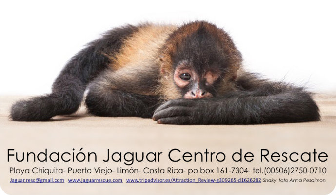 Jaguar Rescue Center: helping injured wild animals