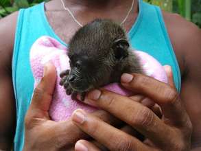 Pipe, orphan baby Howler Monkey