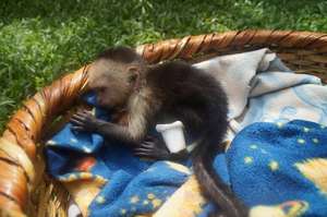 Copito (White-faced Capuchin) first day he arrived