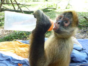 Nerea, Spider Monkey in the forest
