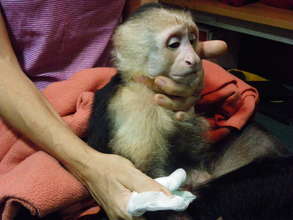 Veterinary check-up after a rescue