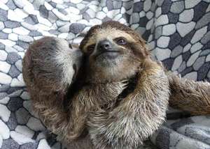 Lulu & Bob, Three-toed sloths