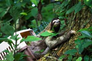 Three-toed sloth being release