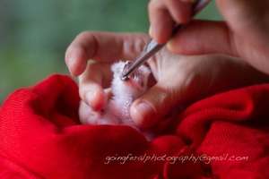 Baby bird being fed