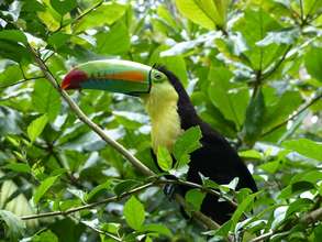 Curro, Toucan in reintroduction process
