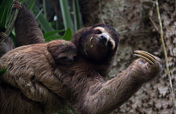 Jaguar Rescue Center: helping injured wild animals