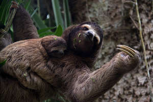 Jaguar Rescue Center: helping injured wild animals
