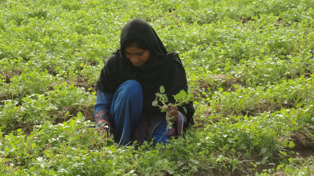 Vegetable farming for poor women of 10 rural areas