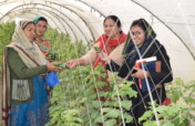 Vegetable farming for poor women of 10 rural areas