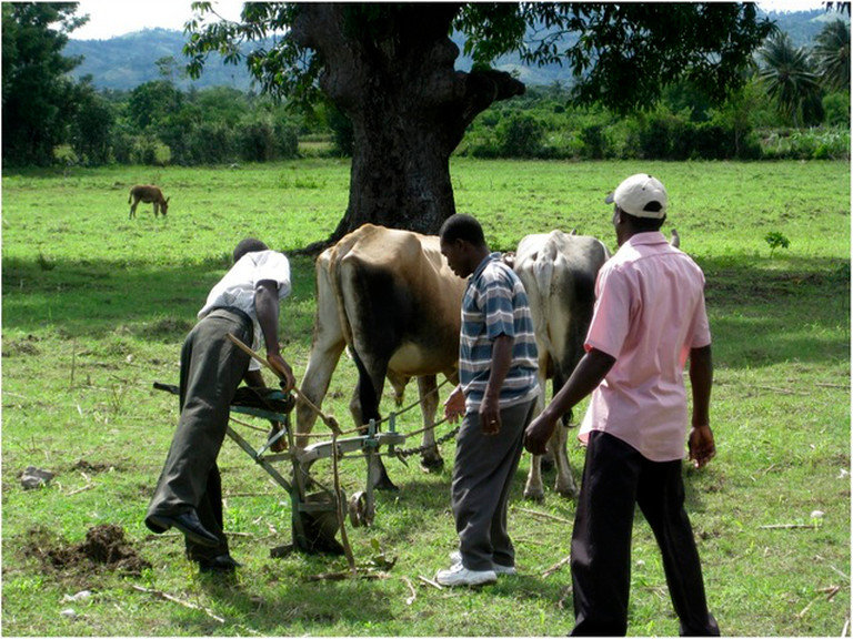 Help Haitians Grow Food Themselves