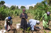 Help Haitians Grow Food Themselves