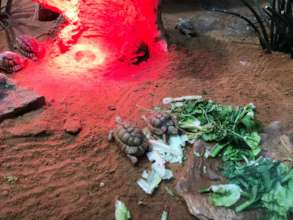 Good nutrition and a warm spot in the winter