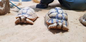 Tortoises in their enclosure