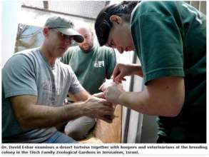 Examining a desert tortoise for genetic research