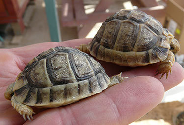 Save the Negev Desert Tortoise! GlobalGiving