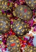 Negev Desert Tortoises Feeding