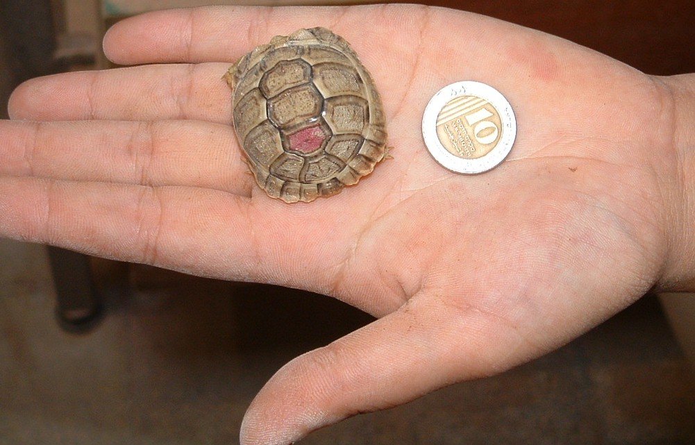 Save the Negev Desert Tortoise!