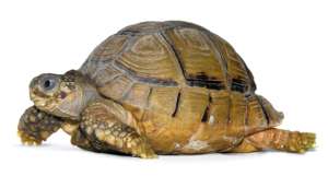 Up close and personal with a tiny tortoise