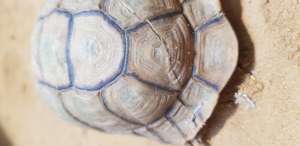 The wired and glued shell