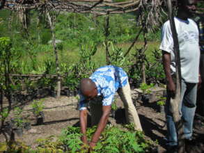 Tending tree nursery