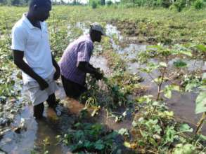 Farmers removing dead plants because of inundation