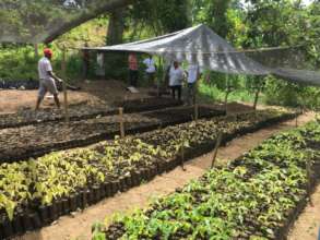 nursery of new seedling