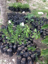 OFAMA seedlings to be planted in the community