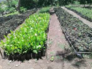 SADN Coffee seedlings