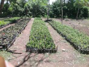 SADN coffee seedlings ready to plant