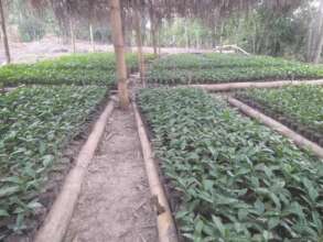 OPK Organization Nursery in Gwomon commune