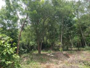 OPDTM Community Tree Lot in Southern Dept