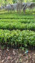 The OFAP Organization's Nursery in Pliche Commune