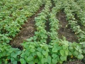 Garden OPBK in Kavayon, a devastated by Mathew