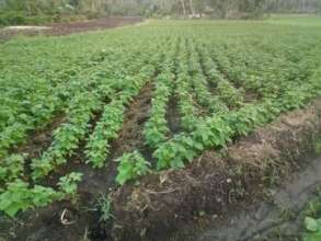 garden producing food